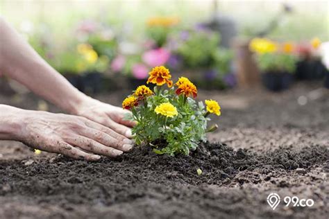 Check spelling or type a new query. 7 Cara Menanam Bunga Marigold di Rumah yang Mudah dan Gak ...