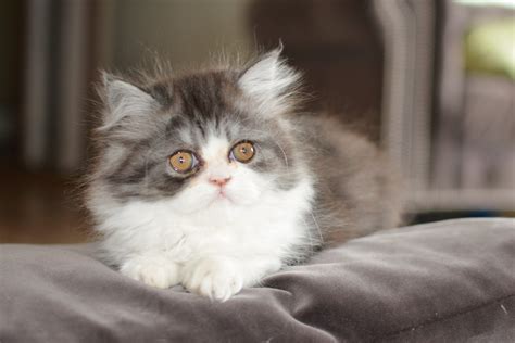 Exotic Shorthairs And Persians In Idaho Kittens On Their Way Hudson 7