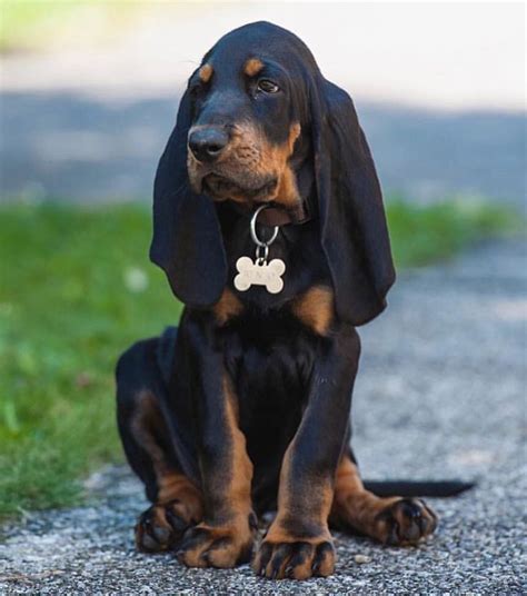 Pin By Becky Krichevsky On Black And Tan Coonhounds Hound Dog