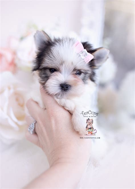 Biewer Yorkie Terrier Puppy For Sale Teacup Puppies 333 A Teacup