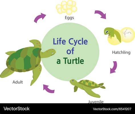 Life Cycle Of A Turtle Change Comin