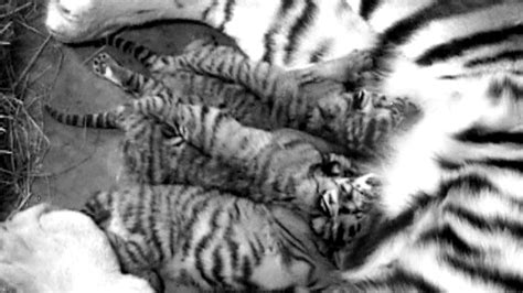 Columbus Zoo Welcomes Three Baby Tigers Wkef
