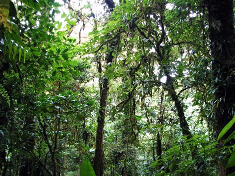 Check spelling or type a new query. Monteverde Costa Rica rainforest: Santa Elena cloud forest ...