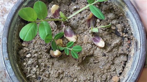 Did you know that peanuts are actually leguminous seeds that grow beneath the ground in the soil, unlike actual nuts that grow on trees? How to grow peanut plant | Plants, Growing peanuts ...