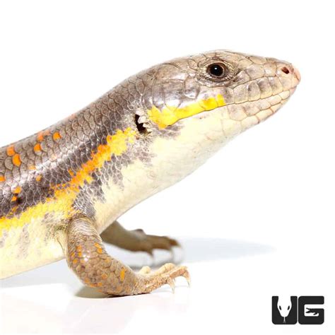 Schneider S Skinks Eumeces Schneideri For Sale Underground Reptiles