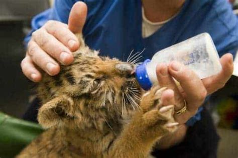 Top 6 Animal Care Careers – Applied Vocational Training