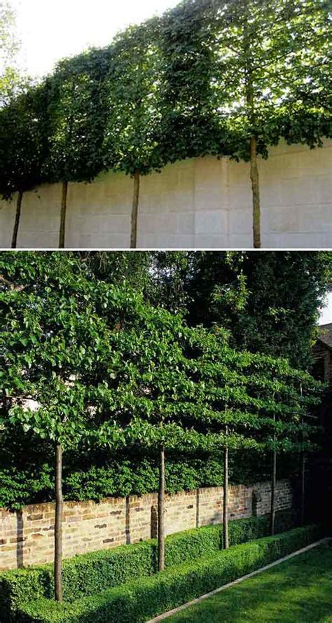 See more ideas about garden, outdoor gardens, backyard landscaping. Add Privacy to Your Garden or Yard with Plants - Amazing ...