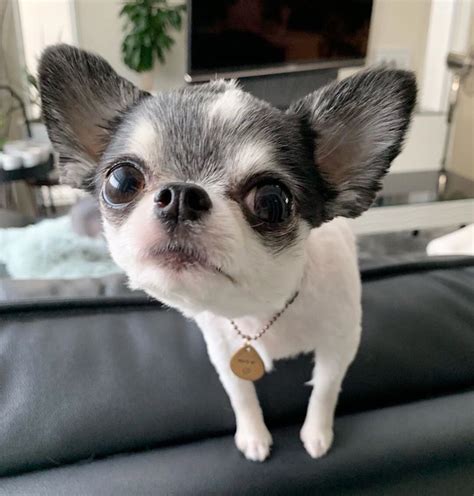 Just A Little Greying Chihuahua Chihuahuadog Chiwawa Chihuahua