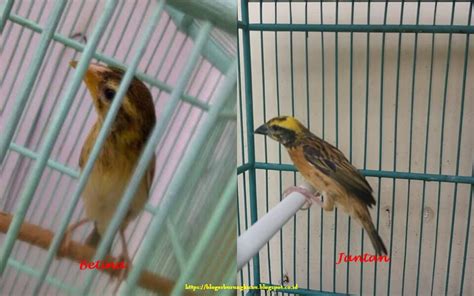 Home » unlabelled » cara membedakan burung merpati jantan dan betina. Cara Membedakan Burung Manyar Jantan dan Betina - Sahabat Kicau Mania