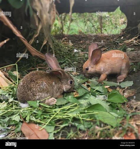 Feeding wild rabbit hi-res stock photography and images - Alamy