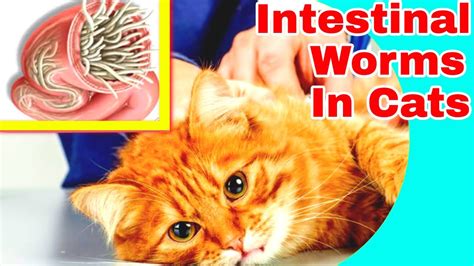 Intestinal Worm Symptoms In Cats Youtube