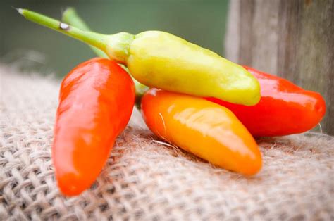 Sherwoods Seeds Tabasco Heirloom Hot Pepper Premium Seed