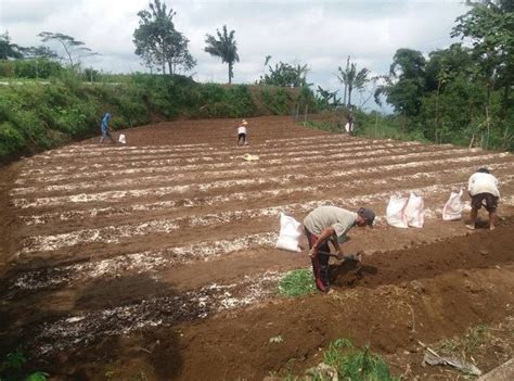 1/10 bahagian baja kompos sawit. Tanah Yang Bagus Untuk Tanaman Cabe - Berbagi Tanam