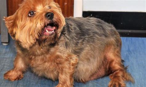 Over 18 million obese pets facing early grave from diets of takeaways