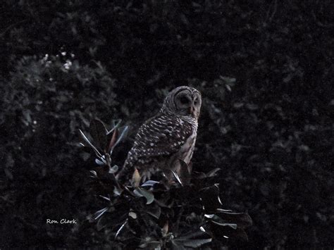 Barred Owl At Night In The Villages Villages