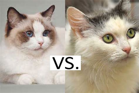 Ragdoll Vs Ragamuffin Compare Both Cat Breeds