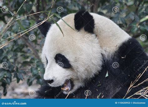 Close Up Panda S Face Chengdu China Stock Image Image Of Playground