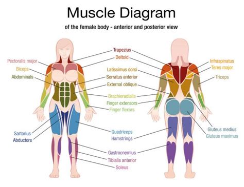 This is a table of skeletal muscles of the human anatomy. Six pack abs Stock Vectors, Royalty Free Six pack abs Illustrations | Depositphotos®