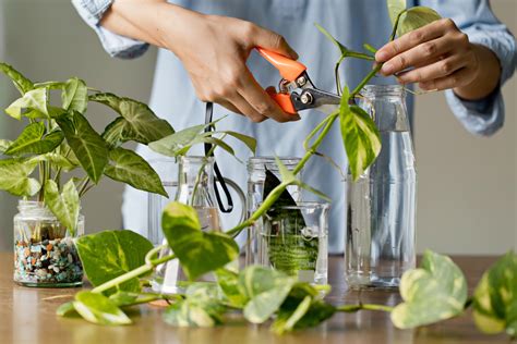 Plant Propagation Techniques Learn How To Propagate Plants