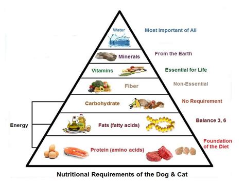 2 Basic Nutritional Needs Dr Bills Pet Nutrition