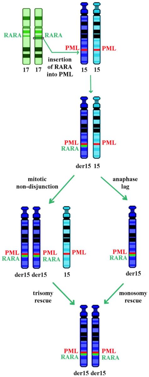 Acute Promyelocytic Leukemia With A Cryptic Insertion Of Rara Into Pml