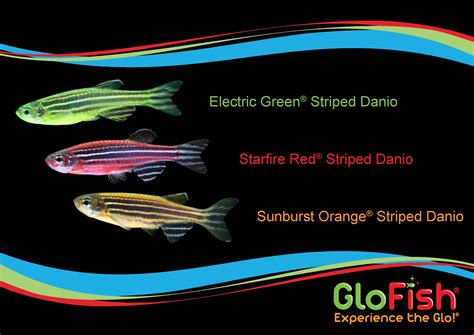 Glofish Tank Algae Rin Aquarium Fish