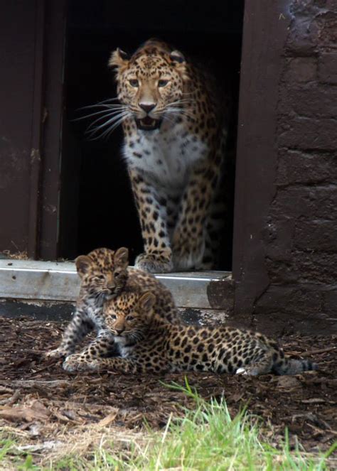 Rare Amur Leopards Born At Uk Zoo Zooborns