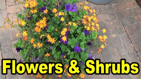 Names Of Different Flowers And Shrubs Youtube