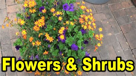 Many weeds, such as daisies and dandelions, are perennial. Names of different flowers and shrubs - YouTube