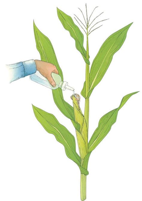 There are thousands of different species of garden pests that may attack your fruits, vegetables, trees, and remember, natural pest control starts with creating an environment for growing the healthiest. A Glossary of Natural Garden Pest Control Solutions ...