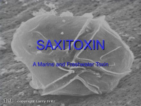 Ppt Saxitoxin Powerpoint Presentation Free Download Id368625