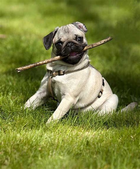 Pug Dog Breed Information Pictures Characteristics