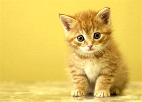 Top 15 Really Cute Kittens ~ Amits It Blog Latest Technology News