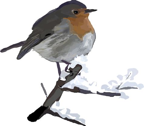 Robin Bird Clip Art At Vector Clip Art Online Royalty Free