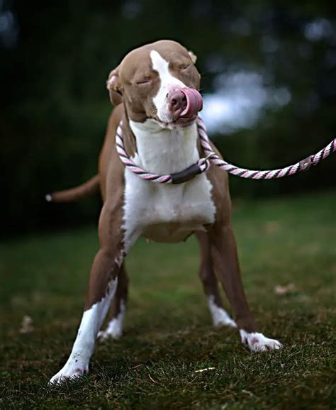 The Ultimate Pitbull Boxer Mix Guide Bouncy And Dangerous Or Loveable
