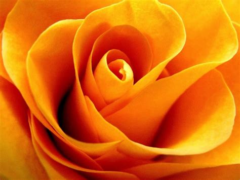 Golden Rose By Rhonda Barrett