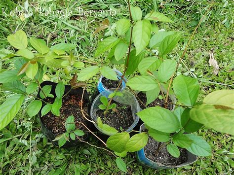 Pokok akar dani atau nama saintifiknya quisqualis indica juga dikenali dengan nama 'chinese honeysuckle' dan 'rangoon creeper'. Kebun Bahagia Bersama: Pokok Akar Dani Multi-petal