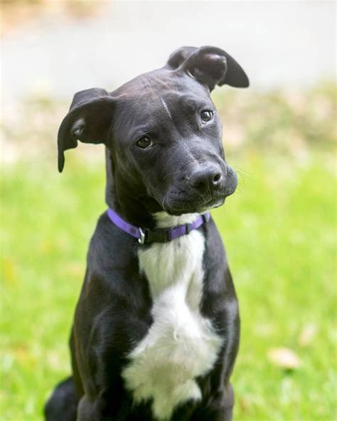 Gender:female breed:great dane mix owner:none other:this puppy is very colorful and is always happy with bright ideas.she is the largest of. Tux the Great Dane, Labrador Mix