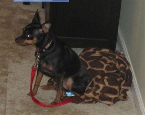 Max 3 Year Old Purebred Min Pin Seeks Quiet Adults Only Home In Roc