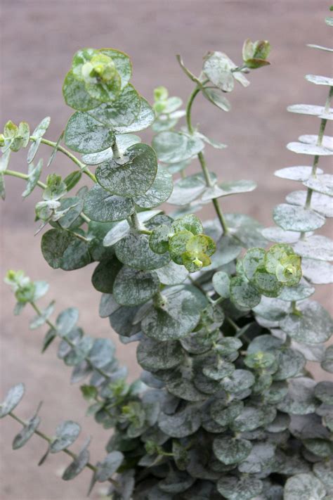 True may also refer to: True Blue Eucalyptus | Stevens and Son Wholesale Florist