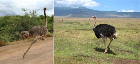Animals Plants Rainforest 6 Interesting Facts Ostrich