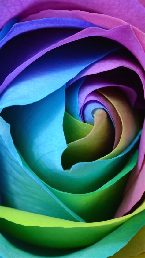 Rose Flower Wallpaper 4k Colorful Multicolor Rainbow