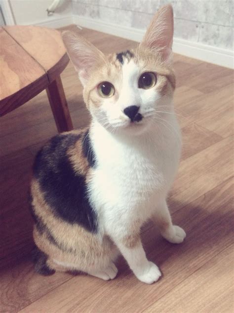 Cat Breeds In Korea - Pets Lovers