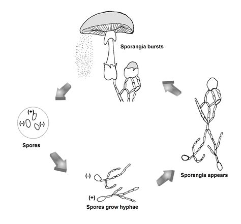 Life Cycle Of Fungi Diagram Drivenheisenberg