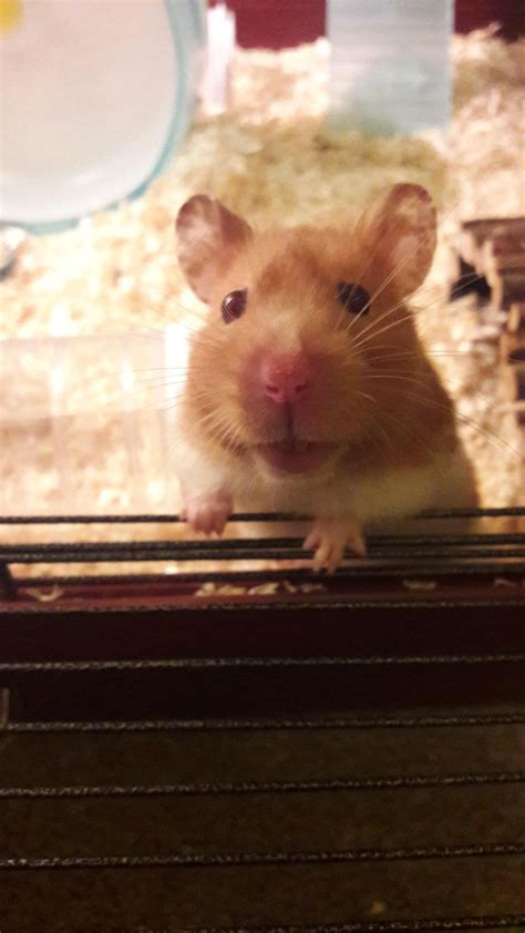 Pin On Hamster Cuteness