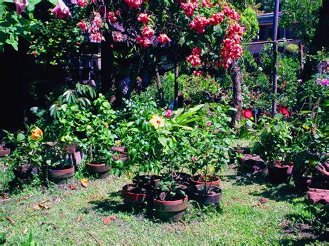 Hidden Valley Hibiscus Worldwide ~ Hibiscus Garden In The