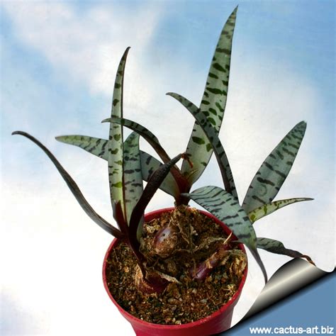 Ledebouria socialis, the silver squill or wood hyacinth, is a geophytic species of bulbous perennial plant native to the eastern cape province of south africa. Ledebouria socialis (Syn: Scilla violacea)