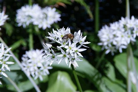 Check spelling or type a new query. Bärlauch im Garten anbauen: Tipps zu Aussaat, Pflege und ...