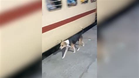 Stray Dog Tries To Communicate With Passengers In Moving Train National