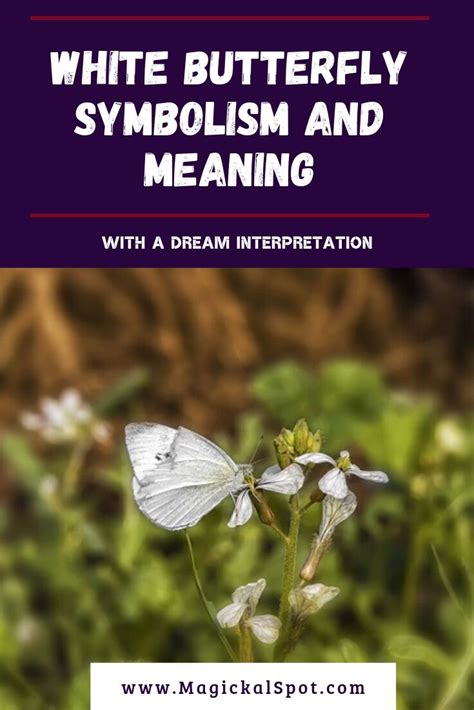 White Butterfly Symbolism and Meaning [+ Dream ...
